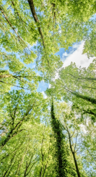 CirculariTREE